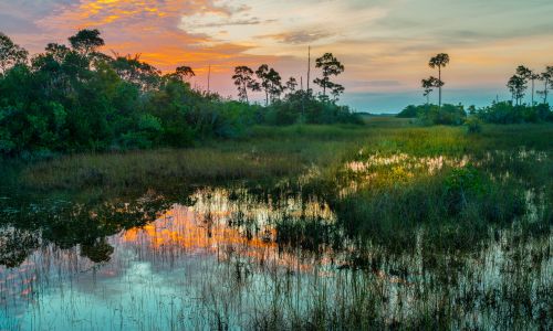 Sunset over a Florida wetland with tall grasses and shallow water reflecting vibrant orange and pink hues, surrounded by lush trees and silhouetted palms in the distance.