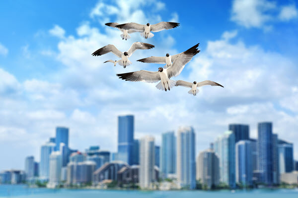 birds over miami